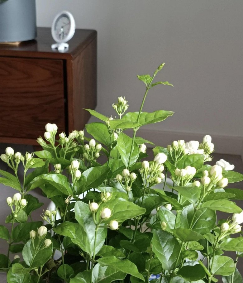 Cho hoa nhài “uống” nước này 10 ngày một lần, cây nở lúc 100 bông, hương thơm bay khắp nhà - 3