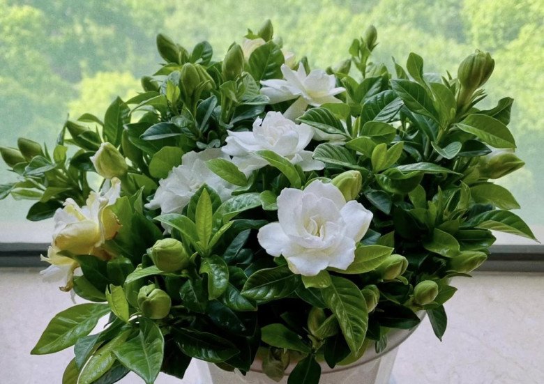 Cho hoa nhài “uống” nước này 10 ngày một lần, cây nở lúc 100 bông, hương thơm bay khắp nhà - 2