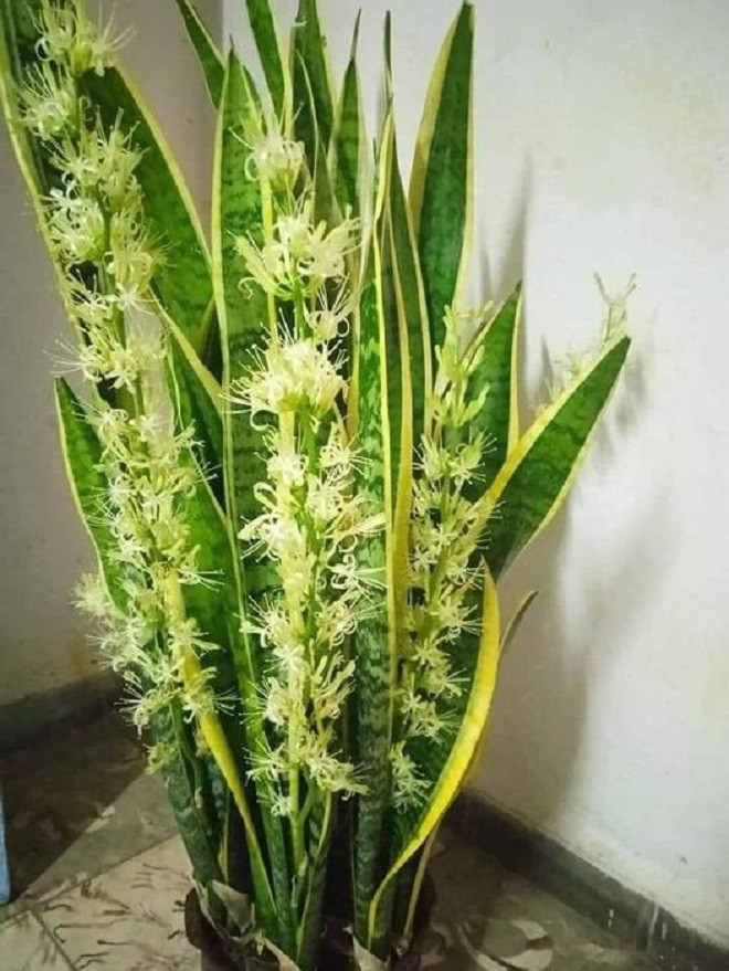 Khi nào cây lưỡi hổ mới ra hoa? Tưới chút “nước thần” này cây cao 1m, hoa nở từng chùm - 1
