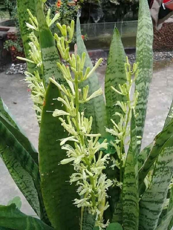 Khi nào cây lưỡi hổ mới ra hoa? Tưới chút “nước thần” này cây cao 1m, hoa nở từng chùm - 4