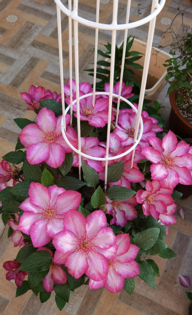 Loài hoa được mệnh danh là “nữ hoàng của các loài hoa dây leo”, cực dễ trồng lại siêng ra hoa - 4