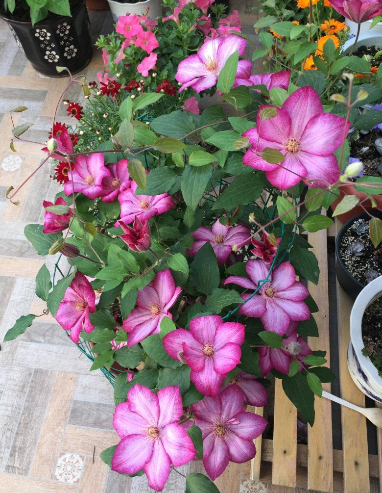 Loài hoa được mệnh danh là “nữ hoàng của các loài hoa dây leo”, cực dễ trồng lại siêng ra hoa - 5