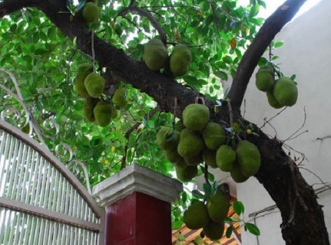 Giàu hay nghèo hãy nhìn cây trước cửa, thấy những cây này nên chặt sớm kẻo hao tài - 4