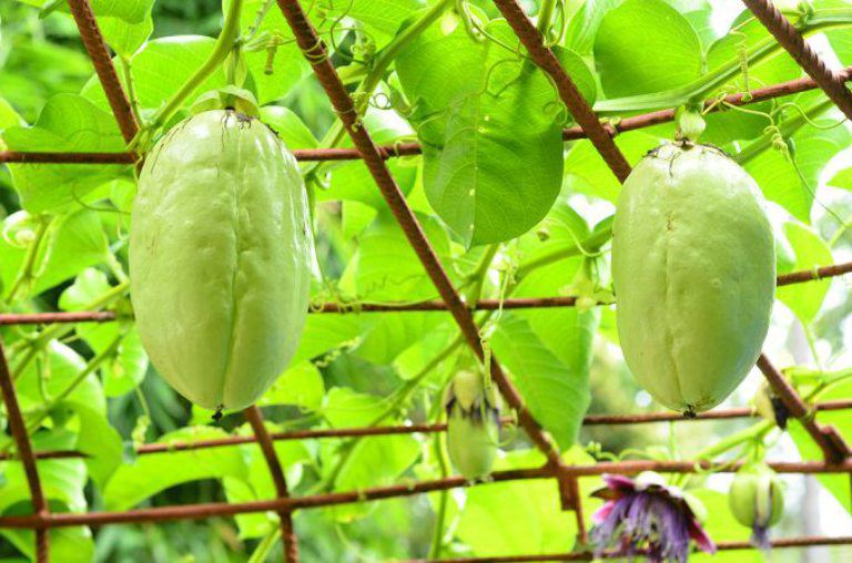 Loại quả bên trong có hạt như chanh leo, hoa thơm ngào ngạt, trồng một chậu vừa lấy quả ăn vừa làm thuốc - 5