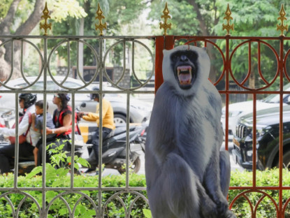 Sợ khỉ quấy phá thượng đỉnh G-20, Ấn Độ dùng đến "người khỉ"