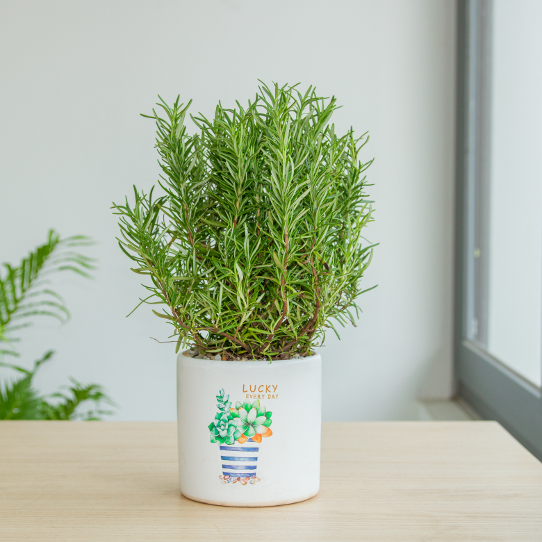 Những loại cây vừa đẹp vừa có thể đuổi nhện, nhà nào cũng nên trồng một chậu - 3