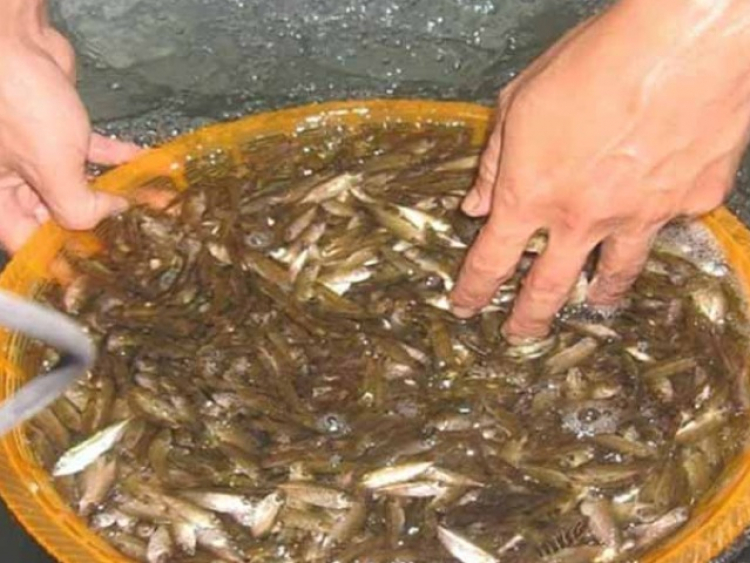 Con bé tí được ví là “lộc trời”, đến mùa dân mang rổ ra vớt, bán 600 ...