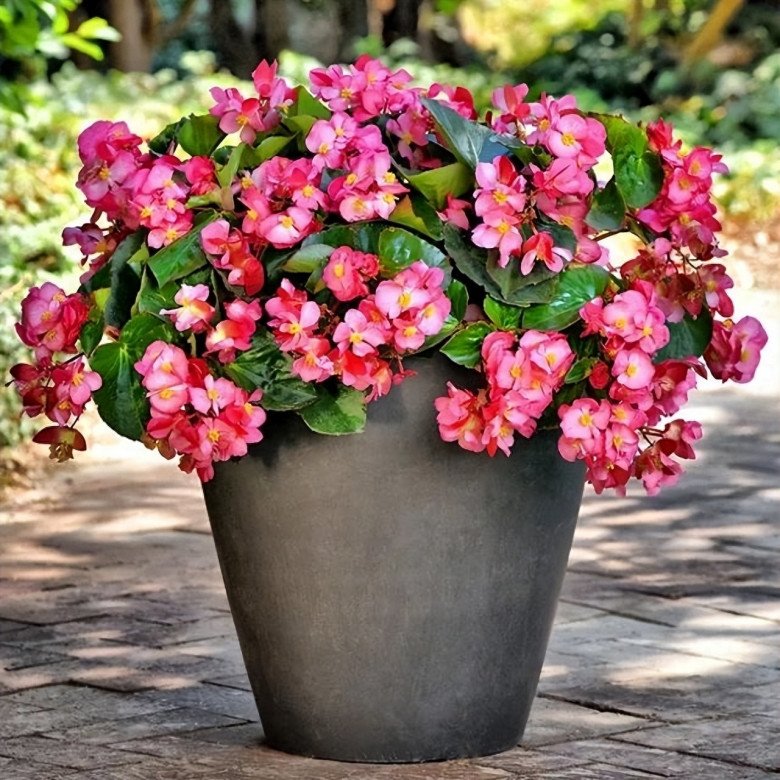 Loài hoa này nở được 4 mùa, cắt cành cắm xuống đất 10 ngày liền bén rễ, 2 tháng thành cây đẹp - 2