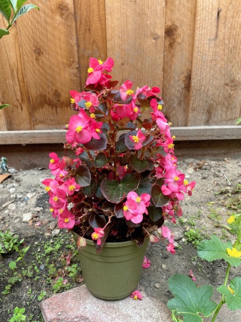 Loài hoa này nở được 4 mùa, cắt cành cắm xuống đất 10 ngày liền bén rễ, 2 tháng thành cây đẹp - 5