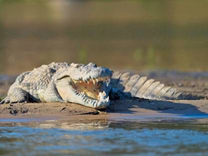 Video - Vì sao cá sấu hiếm khi bị nhiễm trùng dù bị thương sau cuộc chiến với con mồi?