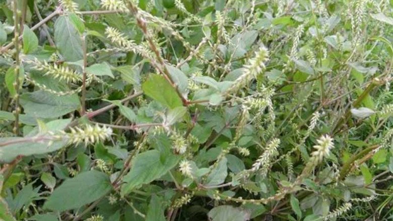 Cây này nghe tên đã thấy “đau”, xưa là cỏ dại mọc um tùm chẳng ai ăn nay bán 130.000đ/kg, vừa ăn vừa làm thuốc - 2