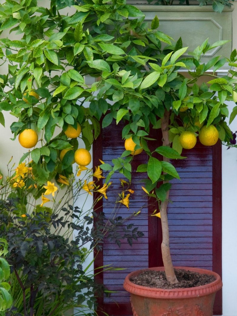 Người thông minh thường trồng 6 cây ăn quả này trước nhà, vừa có quả ăn vừa gọi lộc vào nhà - 4