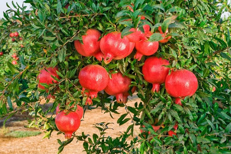 Người thông minh thường trồng 6 cây ăn quả này trước nhà, vừa có quả ăn vừa gọi lộc vào nhà - 1