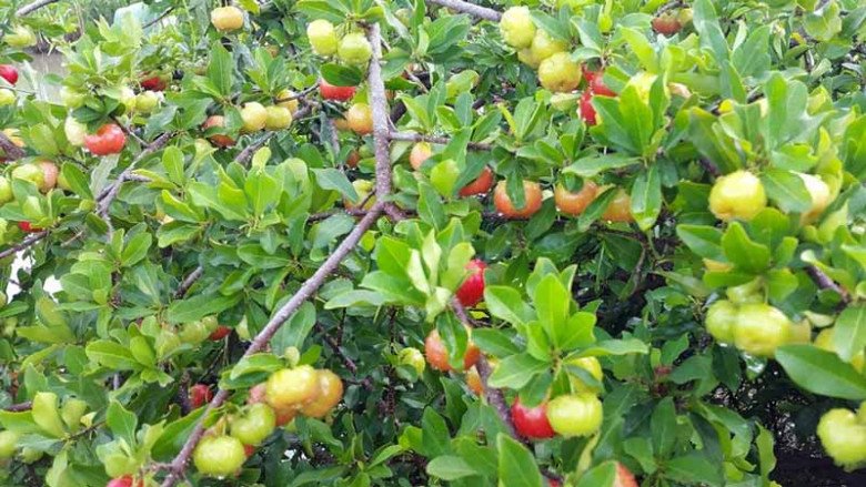 Quả bé tí vitamin C gấp 60 lần chanh, người Nhật gọi nó là “thần dược”, nước ta bán 25.000đ/kg - 2