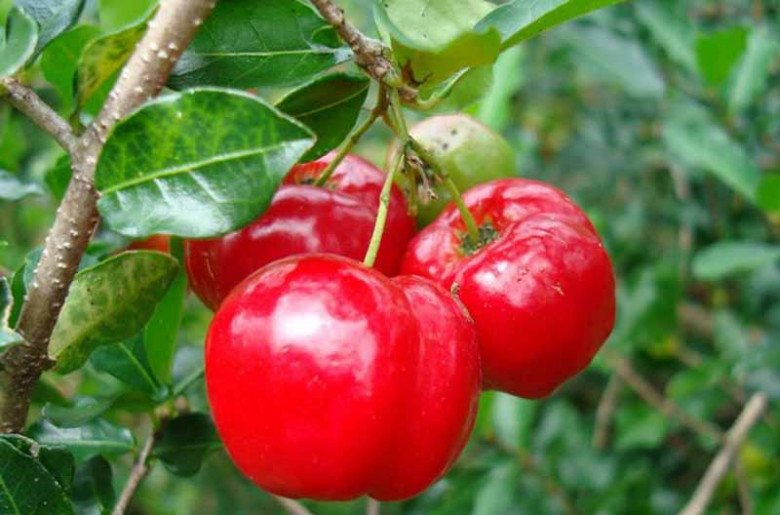 Quả bé tí vitamin C gấp 60 lần chanh, người Nhật gọi nó là “thần dược”, nước ta bán 25.000đ/kg - 3