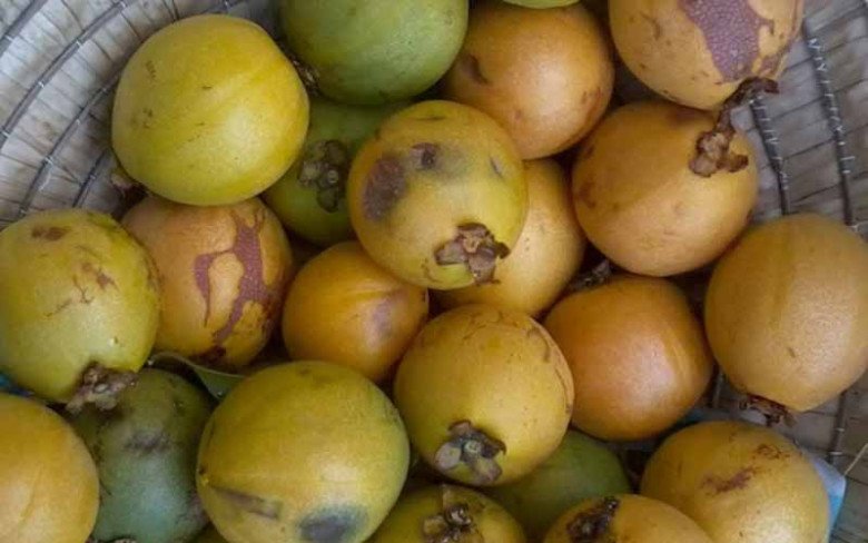 Quả mọc dại không chăm bón cũng sai lúc lỉu, đến mùa dân bắc thang hái đem bán 250.000đ/kg, nấu lên ăn ngon xỉu - 3