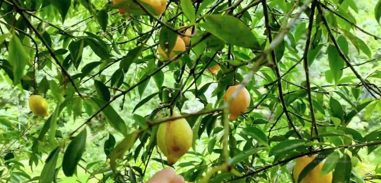 Quả mọc dại không chăm bón cũng sai lúc lỉu, đến mùa dân bắc thang hái đem bán 250.000đ/kg, nấu lên ăn ngon xỉu - 1