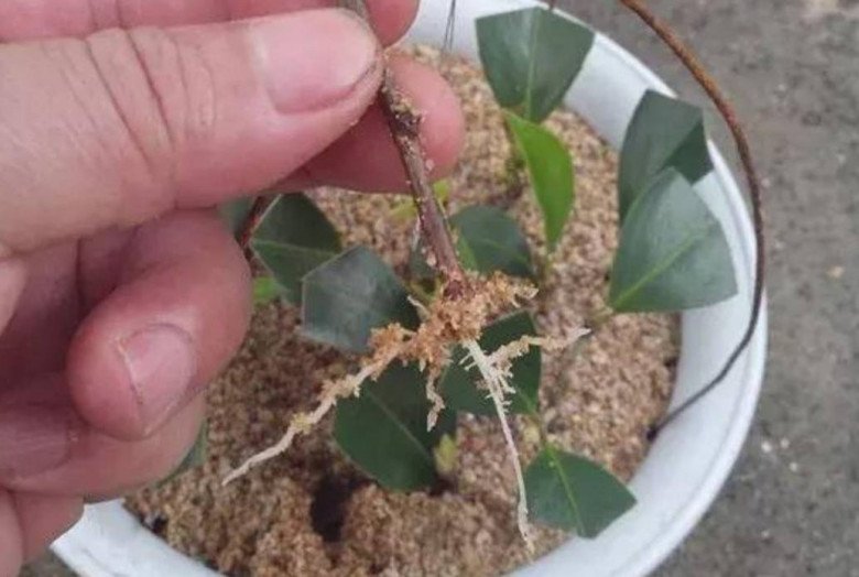 Trồng hoa này như “chôn vàng” trong sân, vừa thơm vừa gọi lộc vào nhà, cắm cành vào đất 20 ngày liền bén rễ - 5