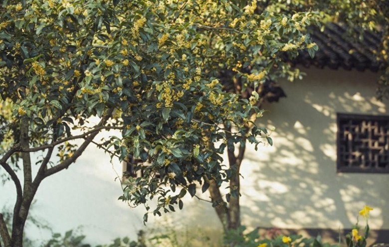 Trồng hoa này như “chôn vàng” trong sân, vừa thơm vừa gọi lộc vào nhà, cắm cành vào đất 20 ngày liền bén rễ - 2