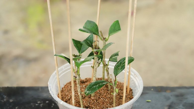 Trồng hoa này như “chôn vàng” trong sân, vừa thơm vừa gọi lộc vào nhà, cắm cành vào đất 20 ngày liền bén rễ - 4