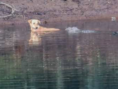 Thế giới - Ấn Độ: Thấy chó bị truy sát phải nhảy xuống sông, 3 con cá sấu có phản ứng gây kinh ngạc