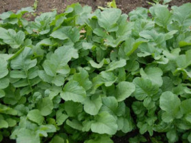Củ này người Nhật ví là “chìa khóa” trường thọ, chợ bán 30.000đ/kg, nấu với quả giàu canxi gấp đôi dinh dưỡng