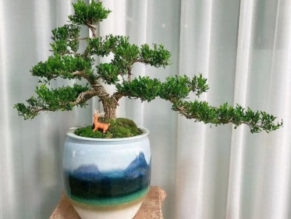 Gia đình - Trồng 3 cây này phúc lộc đầy nhà, 10 năm vẫn tươi tốt, hàm ý mong muốn con cháu ngày càng hưng thịnh