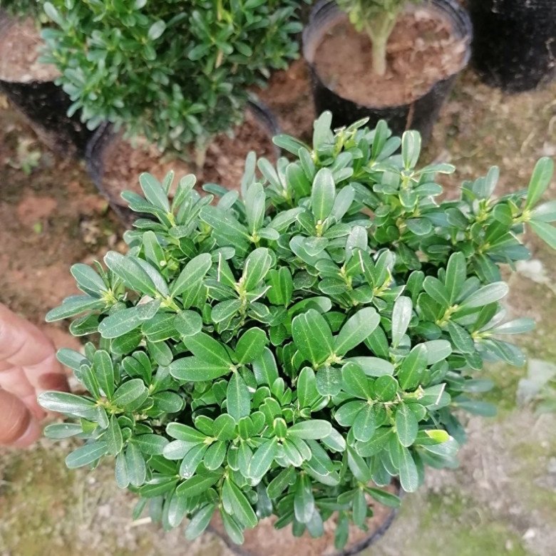 Trồng 3 cây này phúc lộc đầy nhà, 10 năm vẫn tươi tốt, hàm ý mong muốn con cháu ngày càng hưng thịnh - 2