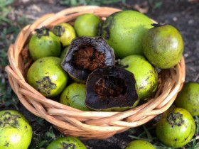 Loại quả lạ có vị giống socola, giá gần nửa triệu đồng/kg, trồng ở ban công vừa làm cảnh vừa cho quả ăn