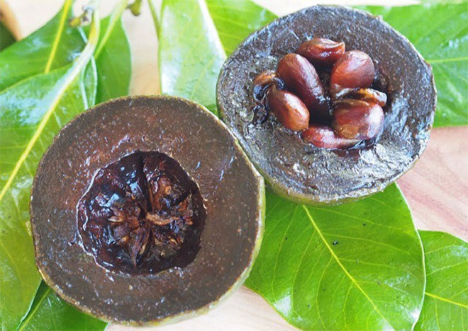 Loại quả lạ có vị giống socola, giá gần nửa triệu đồng/kg, trồng ở ban công vừa làm cảnh vừa cho quả ăn - 3