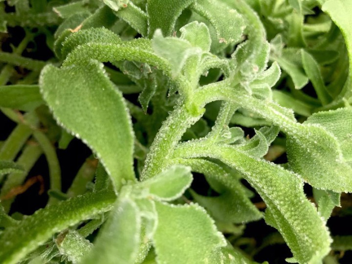 Loại rau đắt hơn cả thịt, giá 150.000 đồng/kg, gieo hạt 2 tháng là cho thu hoạch - 1