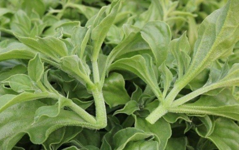 Loại rau đắt hơn cả thịt, giá 150.000 đồng/kg, gieo hạt 2 tháng là cho thu hoạch - 2