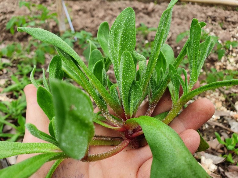 Loại rau đắt hơn cả thịt, giá 150.000 đồng/kg, gieo hạt 2 tháng là cho thu hoạch - 3