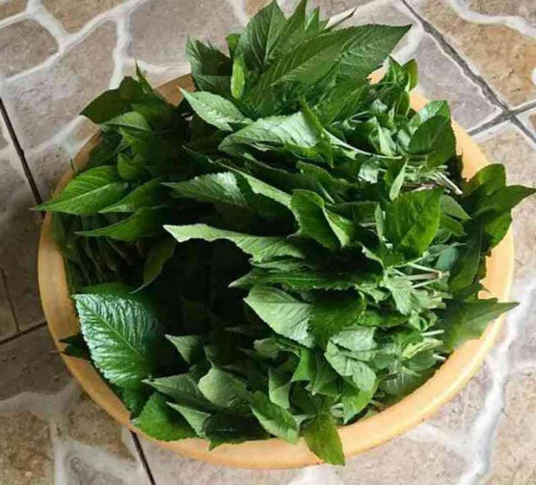 Cây dại mọc đầy Việt Nam, dân ta cắt bỏ không hết, nước ngoài săn lùng như rau quý, xào lên ngon bá cháy - 3