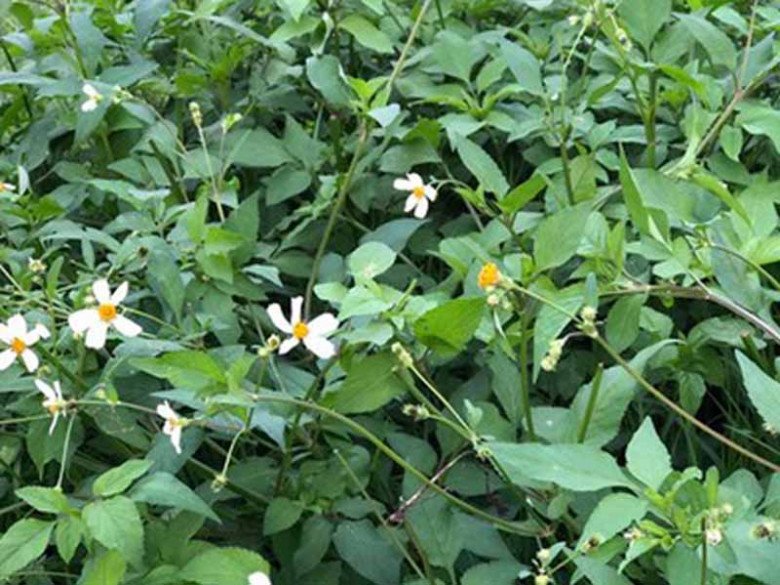 Cây dại mọc đầy Việt Nam, dân ta cắt bỏ không hết, nước ngoài săn lùng như rau quý, xào lên ngon bá cháy - 1