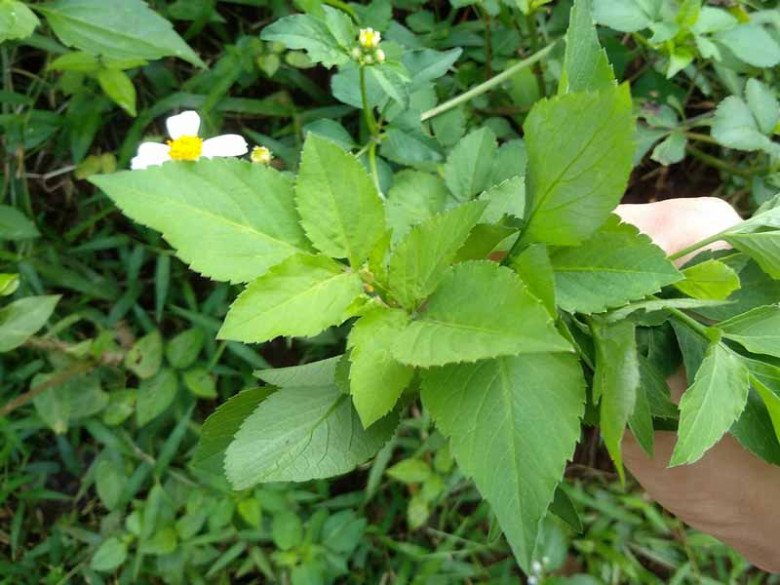 Cây dại mọc đầy Việt Nam, dân ta cắt bỏ không hết, nước ngoài săn lùng như rau quý, xào lên ngon bá cháy - 2