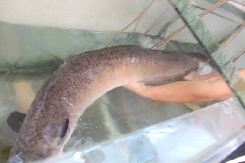 Con đặc sản dài 2 mét rất ngon và hiếm, mùa lũ dân lội nước bắt, 1 triệu/kg dân thành phố săn lùng - 2