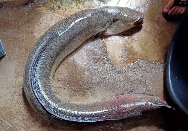 Con đặc sản dài 2 mét rất ngon và hiếm, mùa lũ dân lội nước bắt, 1 triệu/kg dân thành phố săn lùng - 3