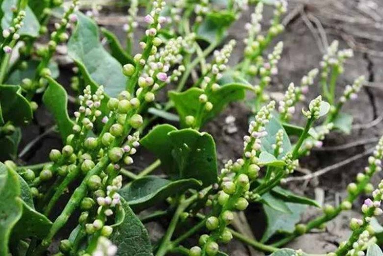 Lá này canxi gấp 2 lần sữa được ví là &#34;thứ rau vua&#34;, có sẵn ở Việt Nam, 10.000đ/mớ xào nấu đều ngon - 2