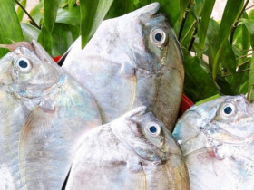 2 loại cá ở Việt Nam tên vô cùng lạ, trước không ai ăn nay thành đặc sản nổi tiếng khắp nơi
