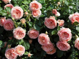 10 giống hoa hồng thơm nhất thế giới, hoa đẹp lại dễ trồng, kháng bệnh tốt