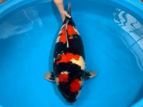 Nóng tuần qua: Con cá Koi “độc nhất vô nhị” được định giá trên 1 tỷ đồng