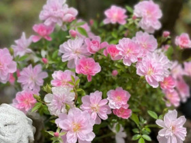 Loài hoa này nhỏ xinh nhưng siêu khỏe lại ra hoa quanh năm, thích hợp đặt trên bàn