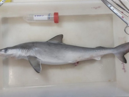 Thế giới - Phát hiện gây sốc khi kiểm tra 13 con cá mập sống ở vùng ven biển Brazil