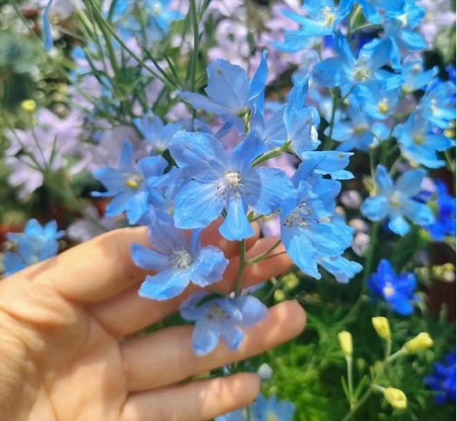 Loài hoa này xưa là cỏ ven đường, nay “đổi vận” thành cây cảnh nhiều người thích, nở nửa tháng mới tàn - 3