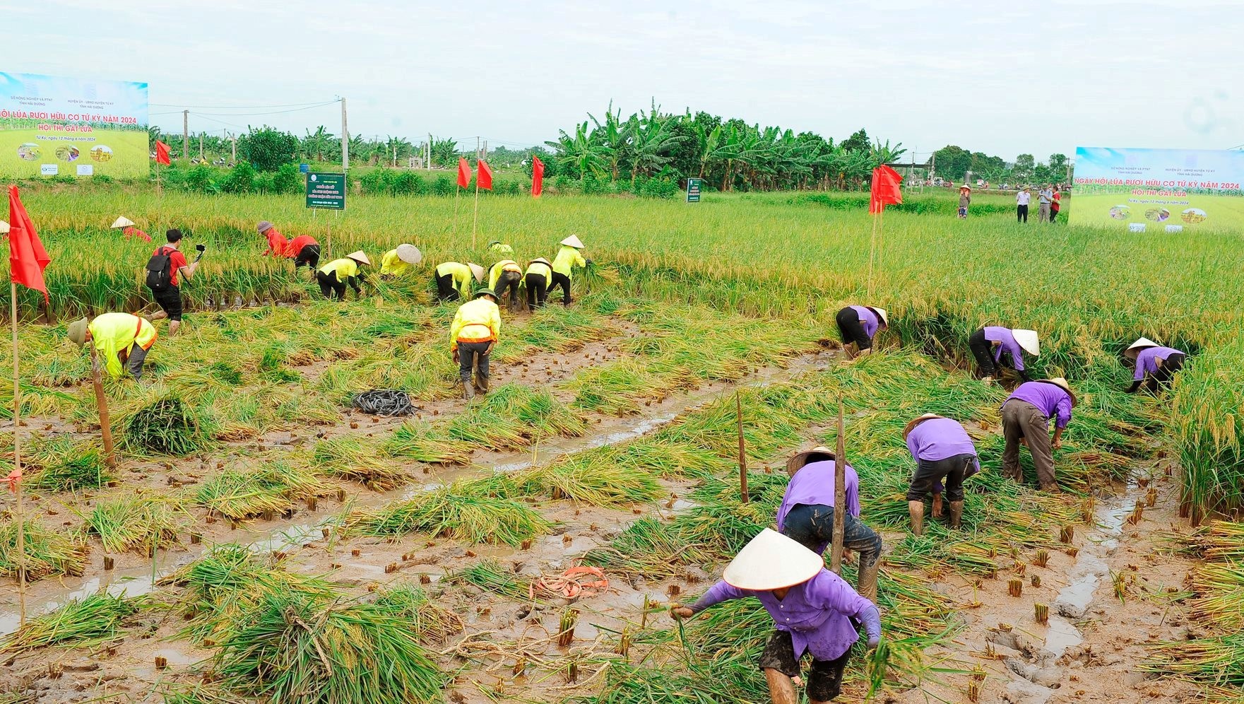 Chuyện làng Văn nghệ: “Hạt gạo làng ta” trong mắt các chuyên gia nông nghiệp - 1