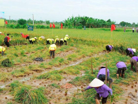 Chuyện làng Văn nghệ: “Hạt gạo làng ta” trong mắt các chuyên gia nông nghiệp