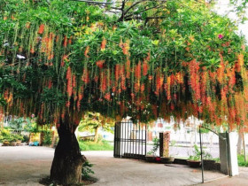 Tại sao trồng cây lộc vừng mang tới tài lộc nhưng bị nhiều người đưa vào “danh sách đen”? Đây là 4 lý do