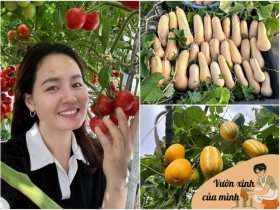 Mẹ đảm 4 con cải tạo mái nhà tầng 5 trồng rau: Cà chua sai trĩu cành, các loại dưa treo lúc lỉu cực thích mắt