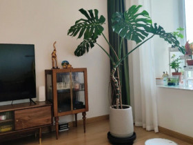 Tại sao cây Monstera vừa sang vừa mang tới tài lộc nhưng bị nhiều người cho vào “danh sách đen”? Đây là 4 lý do